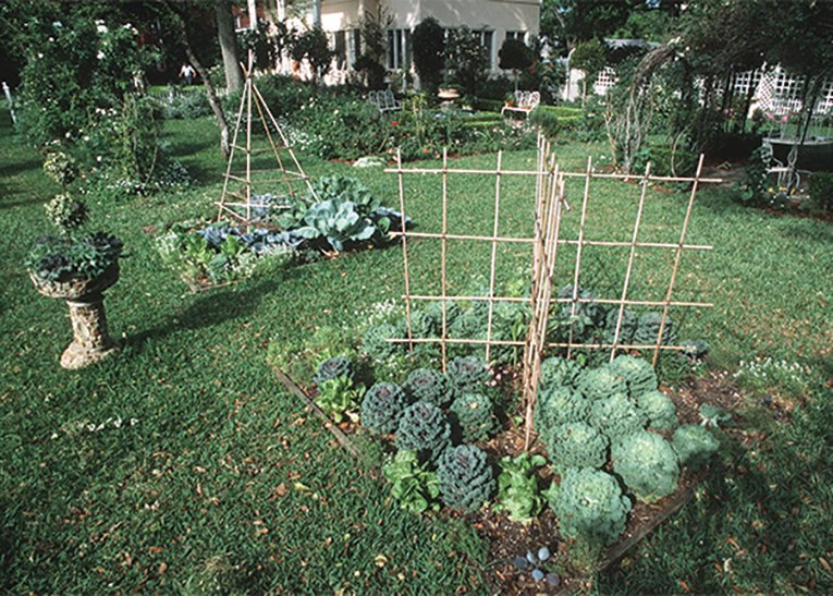 Home vegetable garden.